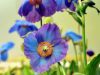 Show product details for Meconopsis Edrom